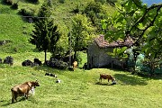 50 Mucche al pascolo attorno al cascinale nella conca prativa